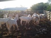 ¡Buen Rancho en Venta, Buctzotz, Yucatán!