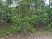 Build Your Island Dream!