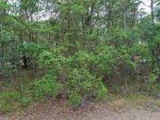 Build Your Island Dream!