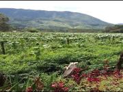Terreno En Oxapampa: 1.9203 Hectáreas De Naturaleza,...