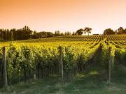 Bussac Forêt 17210 Programme neuf terrain neuf à vendre