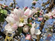 ca. 70 m² Wohnung nähe Gebietskrankenkasse Wels zu...