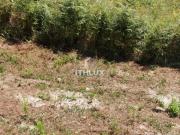 Cabeceiras de Basto Braga 98752023