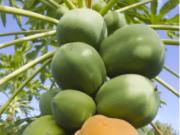 CABUYAL VENDO FINCA AGRICOLA PRODUCTIVA AGUA ABUNDANTE