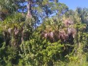 Callaway St, Port Charlotte, Plot For Sale