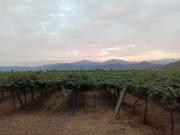 CAMPO 63,8 HA, PLANO, AGUA, PAVIMENTO, TENO, VII R