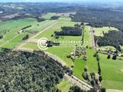 CAMPO 82 HA LOS MUERMOS