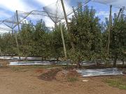 CAMPO AGRÍCOLA DE 39 HA CON MANZANOS EN VENTA, RIO CLARO