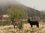 Campo con cabañas en venta en Chacayes, Tunuyán