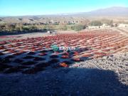 Campo con proyecto productivo en venta de 3500 has...