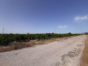 Campo cultivado de naranjos