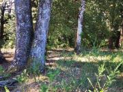 Campo de 20 Hectáreas en Venta en Valdivia – Bosque...
