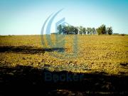 CAMPO DE 5,5 HA EN LAS VARILLAS. OPORTUNIDAD