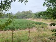 campo de 6.5 Has. en Mercedes. a 2 km del asfalto