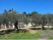 Campo de mandarinos de la variedad clemenules en su...