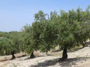 Campo en Baena