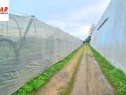 Campo en Chipiona