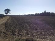 Campo en El Palmar