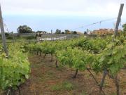 Campo en El Sauzal