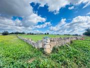 Campo en Manacor