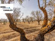 Campo en Padul