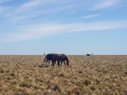 Campo en Puan