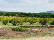 Campo en San Martin de Valdeiglesias