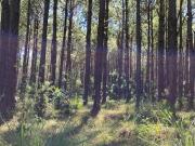 Campo en venta 2.400 Hectáreas Misiones