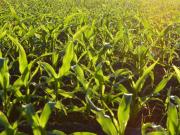 Campo en Venta 7,5 Ha