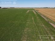 Campo en venta 84 has 60% Agricola en General Belgrano