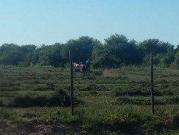 Campo en venta 918 Hectáreas Santiago del Estero