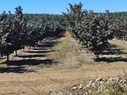 campo en venta de 19 hectáreas de avellanos europeo de...