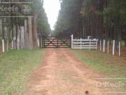 Campo en venta de 370 has FORESTAL Ganadera R14...