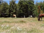 Campo en venta en Pucón 200 Hectáreas