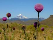 Campo en venta zona Alumine, Neuquén