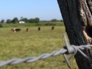 CAMPO MIXTO 21 HAS. EN VICTORIA ACTUALMENTE CON...