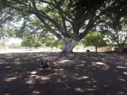 Campo Pintora: Terreno residencial en venta en Xoxacotla