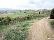 Cantina DOCG e IGT Toscana 1160m² Cerreto Guidi