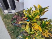 Casa à venda, 3 quartos, 1 suíte, 2 vagas, Iporanga II...