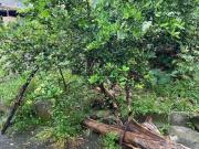 Casa com 1 quarto à venda em Ibirité, no bairro Durval...