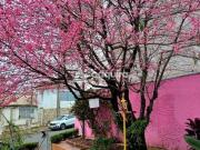 Casa à venda, Uvaranas, Ponta Grossa, PR