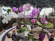 Casa adosada en venta en Adeje, Playa de las Américas....