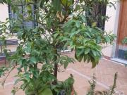 Casa adosada Venta Córdoba Capital, Santa Marina San...