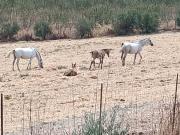 Casa chalet en Venta en Arcos de la Frontera