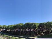 Casa chalet en Venta en Bollullos de la Mitación