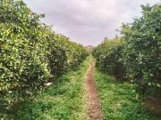 Casa chalet en Venta en Picassent