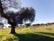 Casa chalet en Venta en Valdesalor Rincón de Ballesteros