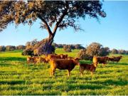 Casa chalet en Venta en Villafranca de los Barros