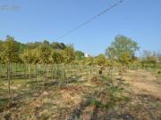 Casa cielo terra in vendita a Montefiore dell'Aso,...