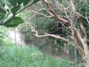 Casa com 2 dormitórios à venda, Itapuã Viamão/RS